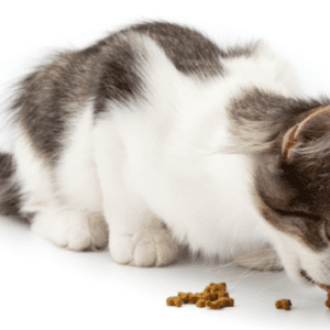 5 съвета за правилно хранене на котката