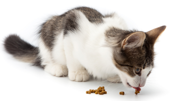 5 съвета за правилно хранене на котката