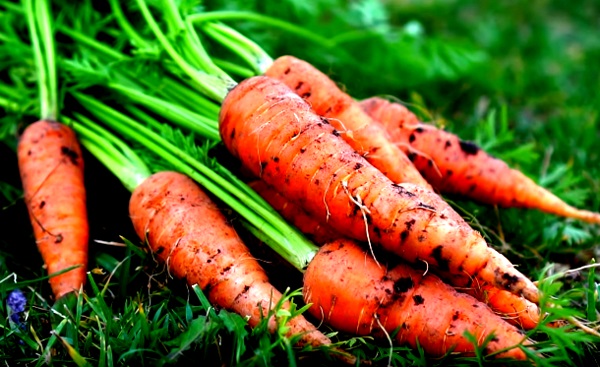 11 от най-здравословните зеленчуци и за какво помагат те