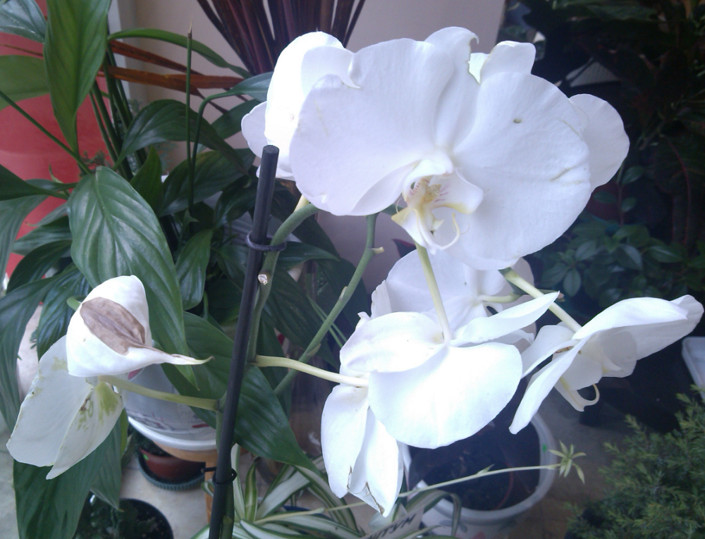Izbor-na-stajni-rasteniya-spored-temperamenta-Orhideya
