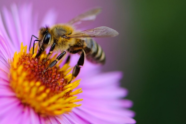 Да поканим пчелите в градината си
