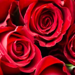Символиката в цветовете на розите
