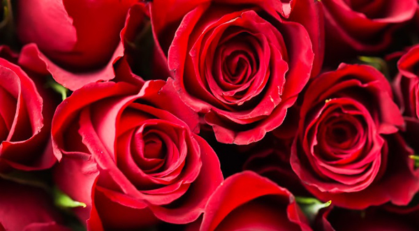 Обикновено свързваме розите с любовта и романтиката но всъщност те