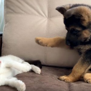 Играта между котка и куче – как да бъде безопасна за тях