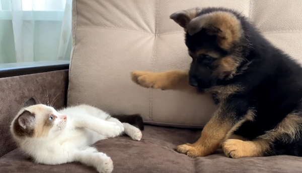 Играта между котка и куче – как да бъде безопасна за тях