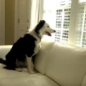 Как да отучите кучето си да лае по гостите в дома ви