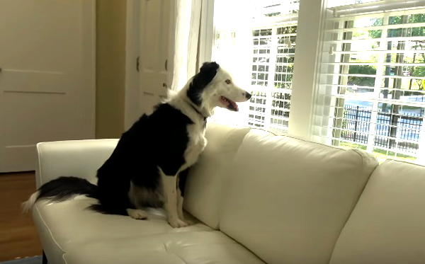 Собствениците на кучета често се срещат с проблема техният домашен