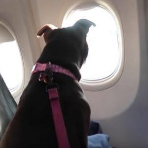Как да подготвите кучето си за полет със самолет