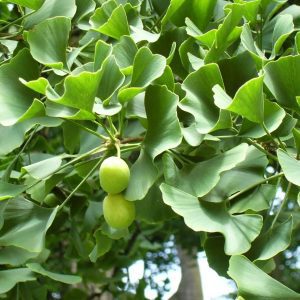 Гинко билоба - универсални свойства и ползи на растението