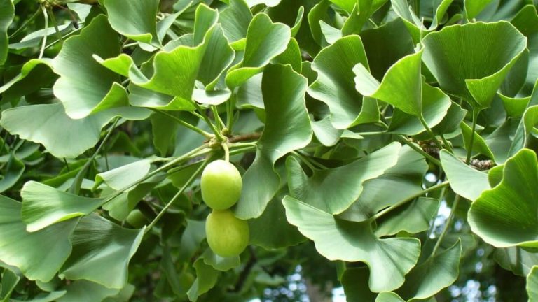 Гинко билоба – универсални свойства и ползи на растението