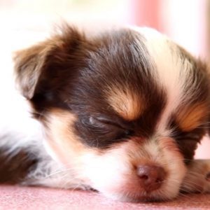 Какво издава за кучето ви начина му на спане
