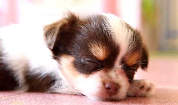 Какво издава за кучето ви начинът му на спане