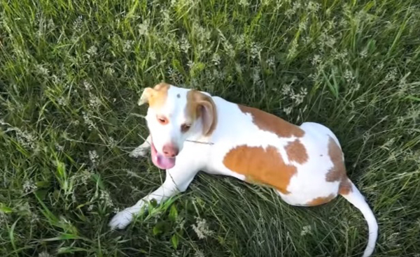 Причини защо кучетата се търкалят в тревата