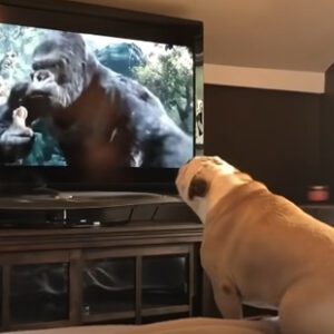 Кучето лае по телевизора - причини и решение