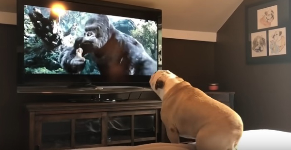 Някои кучета лаят по телевизора от вълнение друго го правят