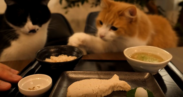 Съвети: Как да храните котката си правилно