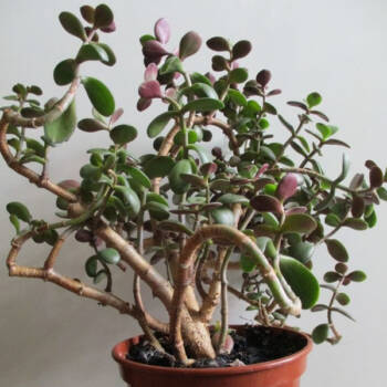  Парите ще потекат като река! Талисмани, които притеглят финансово богатство 