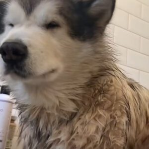 Как да направите престоя в банята по-лесен за кучето ви
