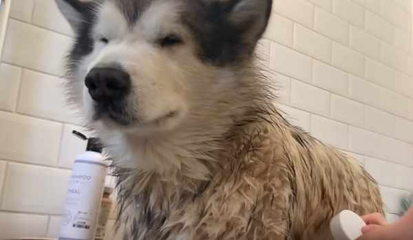 Как да направите престоя в банята по-лесен за кучето ви