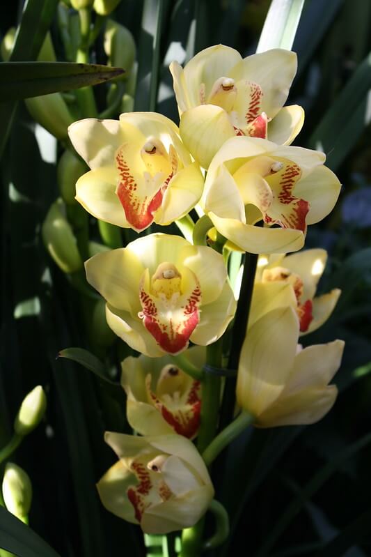 отглеждане на орхидеи