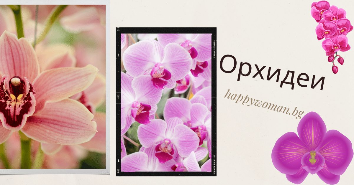 Много хора отглеждат орхидеи в домовете си, но ако искате