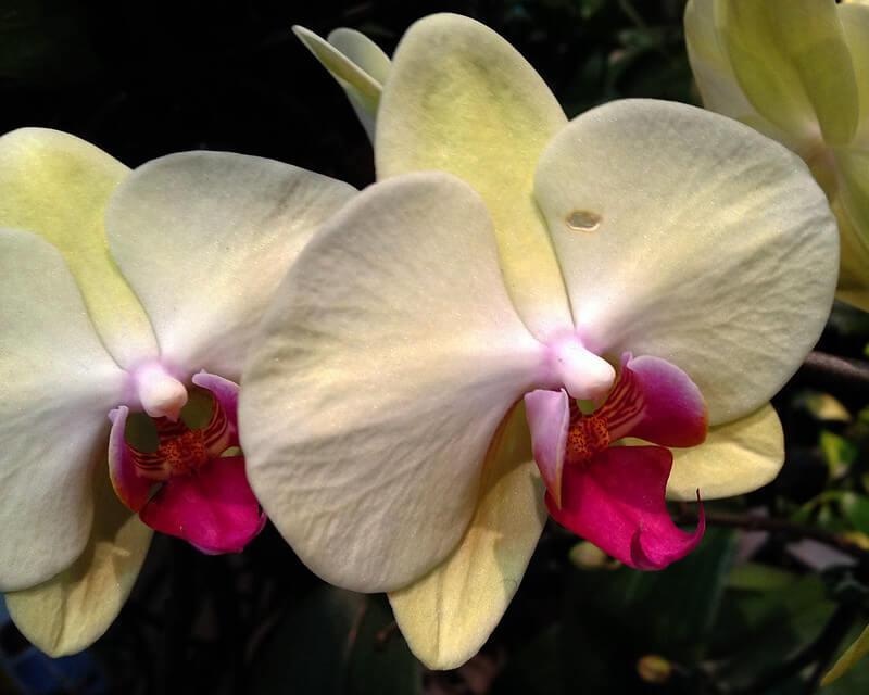 отглеждане на орхидеи