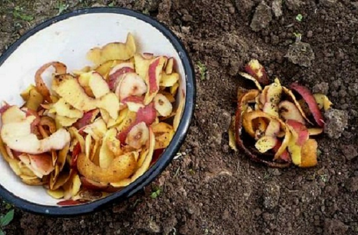 
 
Научете защо не трябва да бързате да изхвърляте картофените обелки
Знаете