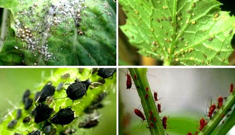 Народни средства срещу листни въшки (15 доказани рецепти)