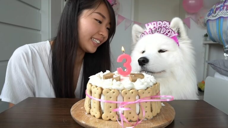 8 забавни начина да отпразнувате рождения ден на кучето си