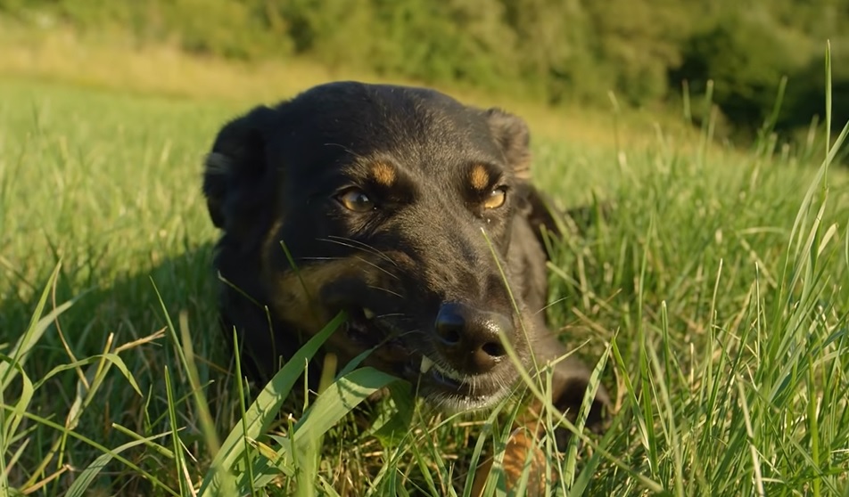 Защо кучетата ядат трева