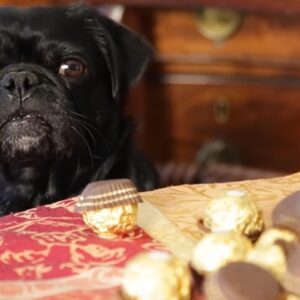 Натравянето с шоколад при кучетата – 4 неща, които да знаем