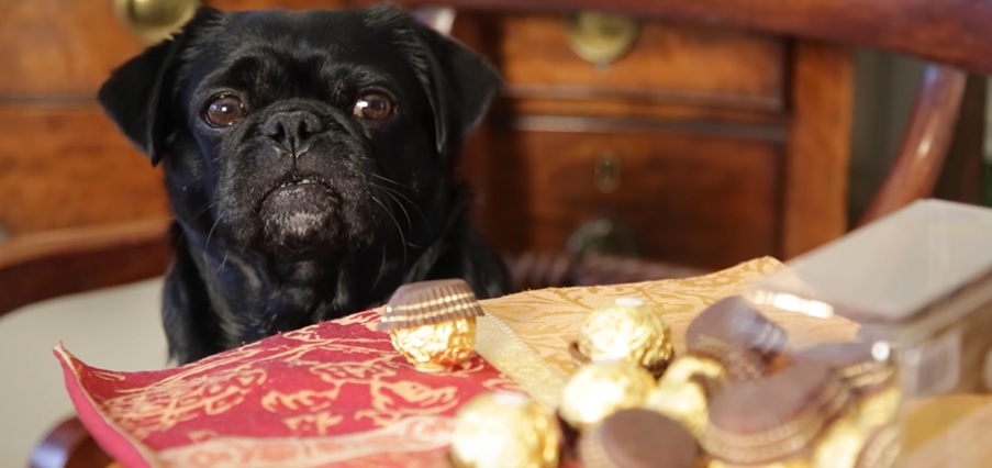 Натравянето с шоколад при кучетата – 4 неща, които да знаем