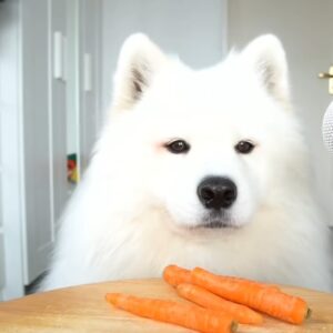 Полезни и опасни зеленчуци за кучето