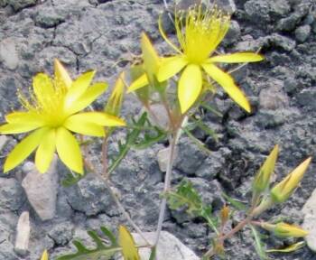  8 цветя, които задействат позитивна сила и пристрастеност 