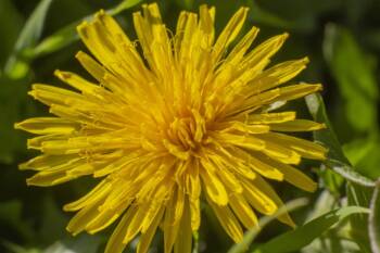  8 цветя, които задействат позитивна сила и пристрастеност 