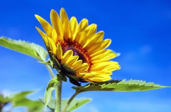 8 цветя, които активират положителна енергия и страст