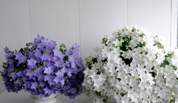  кампанула цветето на фамилното благополучие 