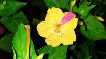 10 вида обилно цъфтящи растения, които можете да засеете на открито
