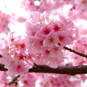 Цъфнали японски вишни „Сакура“ – познавате ли ги?