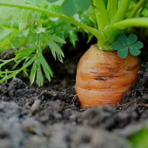 Кога да засадите моркови за добра реколта?