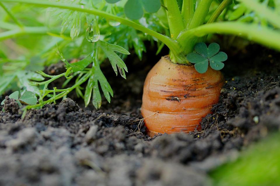  Най доброто време да засадите моркови Кога да засадите моркови Морковите