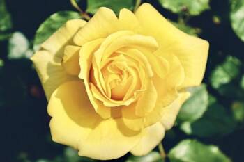  Да си създадем чудна градина от РОЗИ: управление за начинаещи в развъждането им 