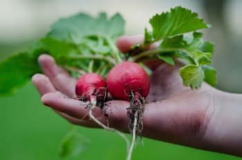 Как да засадите и отглеждате репички: основни правила за добра реколта