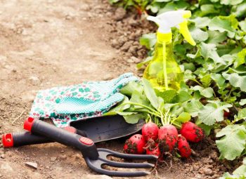 Как да засадите и отглеждате репички: основни правила за добра реколта
