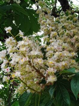  цвят от див кестен 