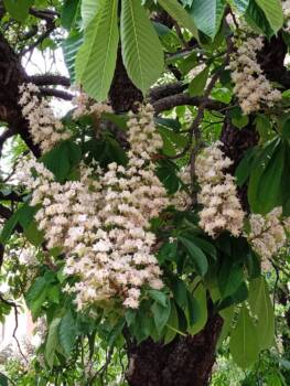  цвят от див кестен 