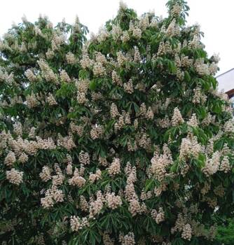  цвят от конски кестен 