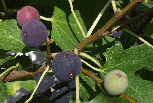 Листата от смокиня: 5 причини да не изхвърляте този ценен дар от природата