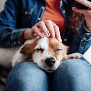 Как да направя масаж на моето куче