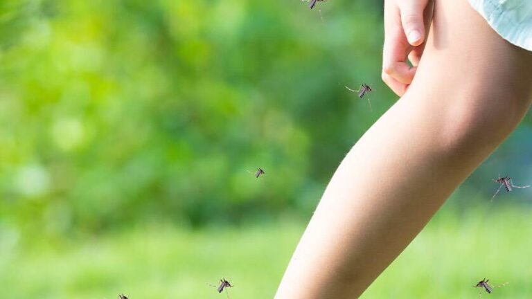 Как лесно и евтино да защитите дома си от мухи и комари?